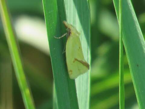 Image of Agapeta