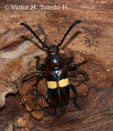 Image of Lissonotus flavocinctus Dupont 1836