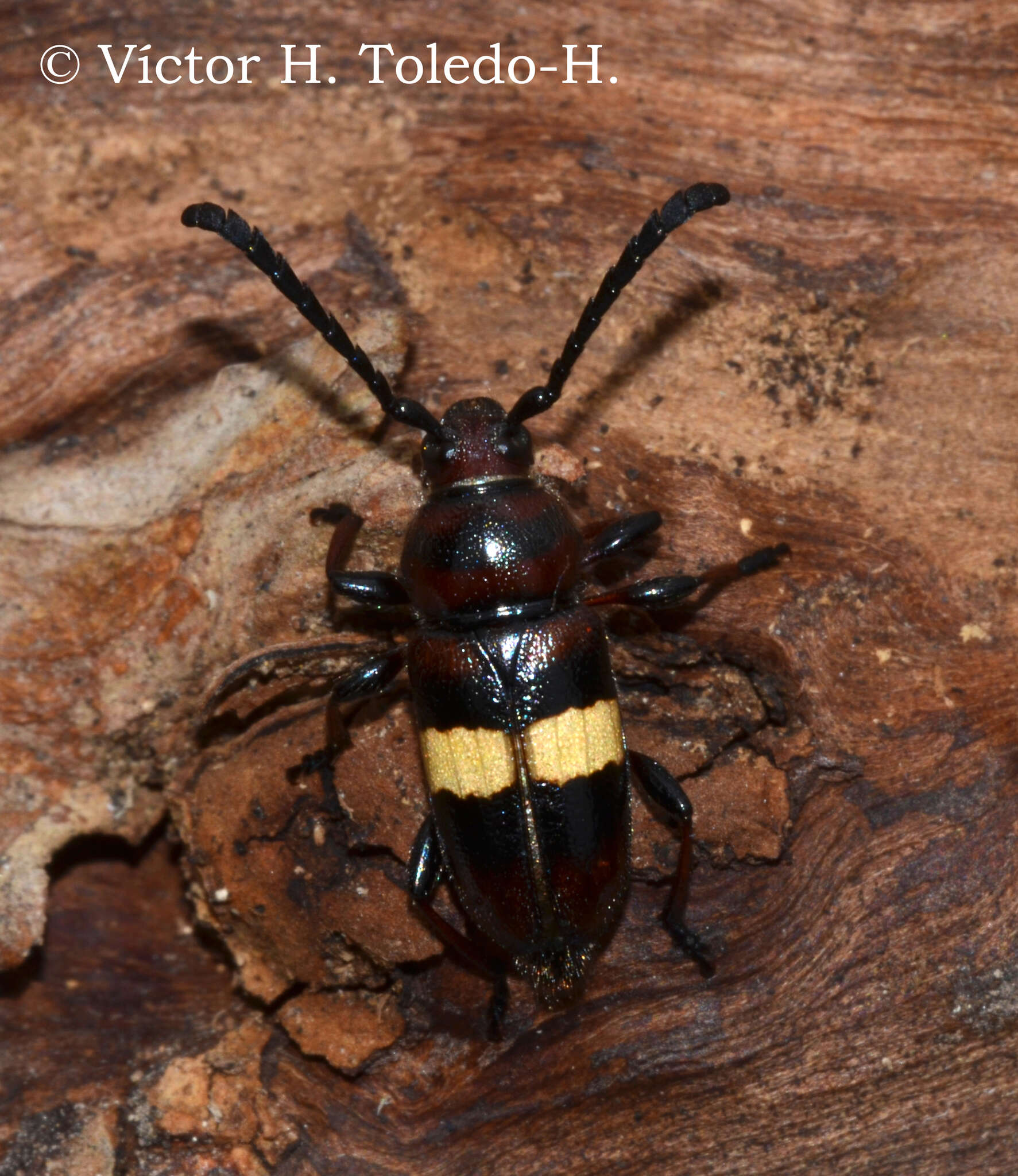 Image of Lissonotus flavocinctus Dupont 1836