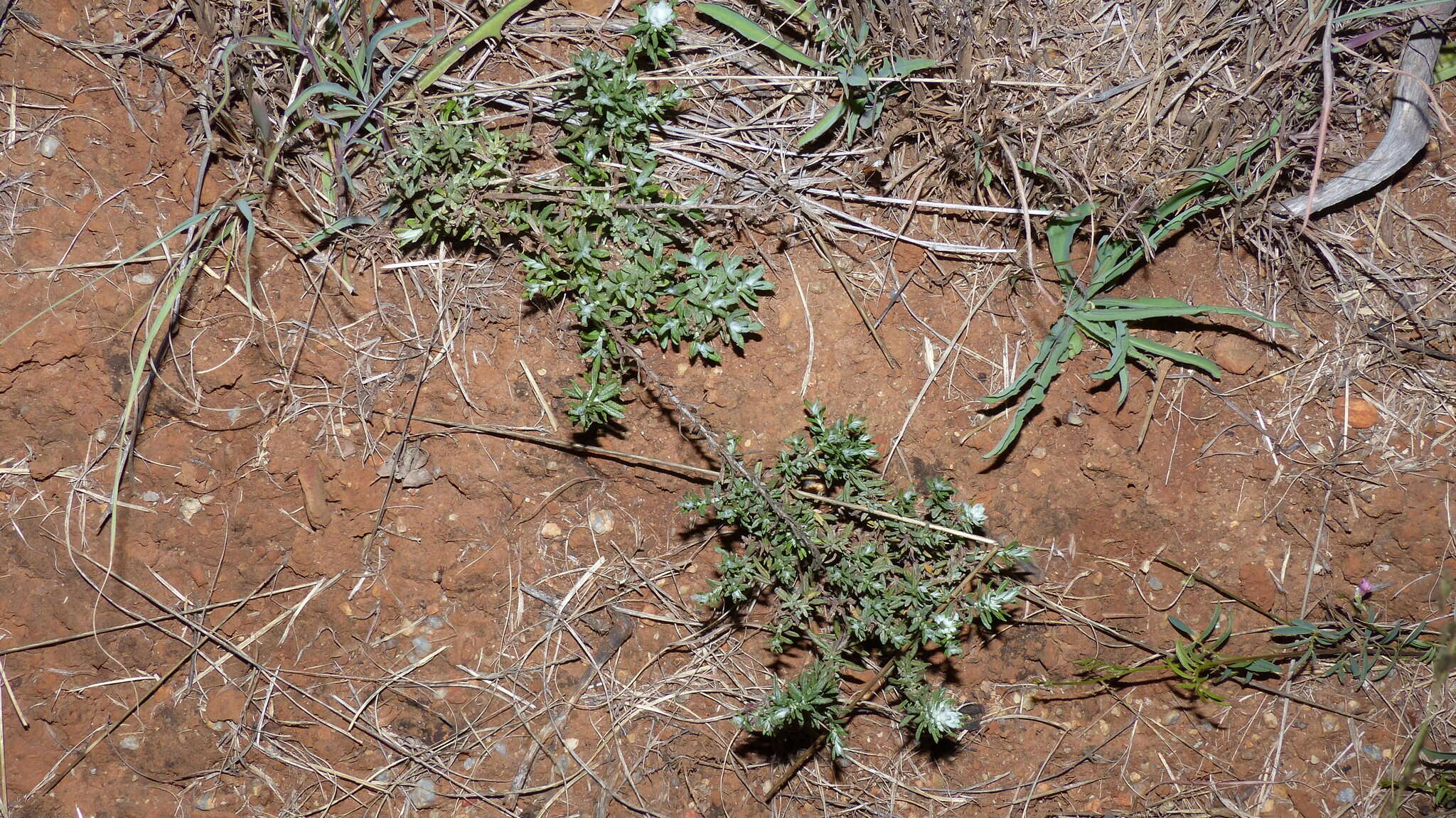 Image of Helichrysum rosum (Berg.) Less.