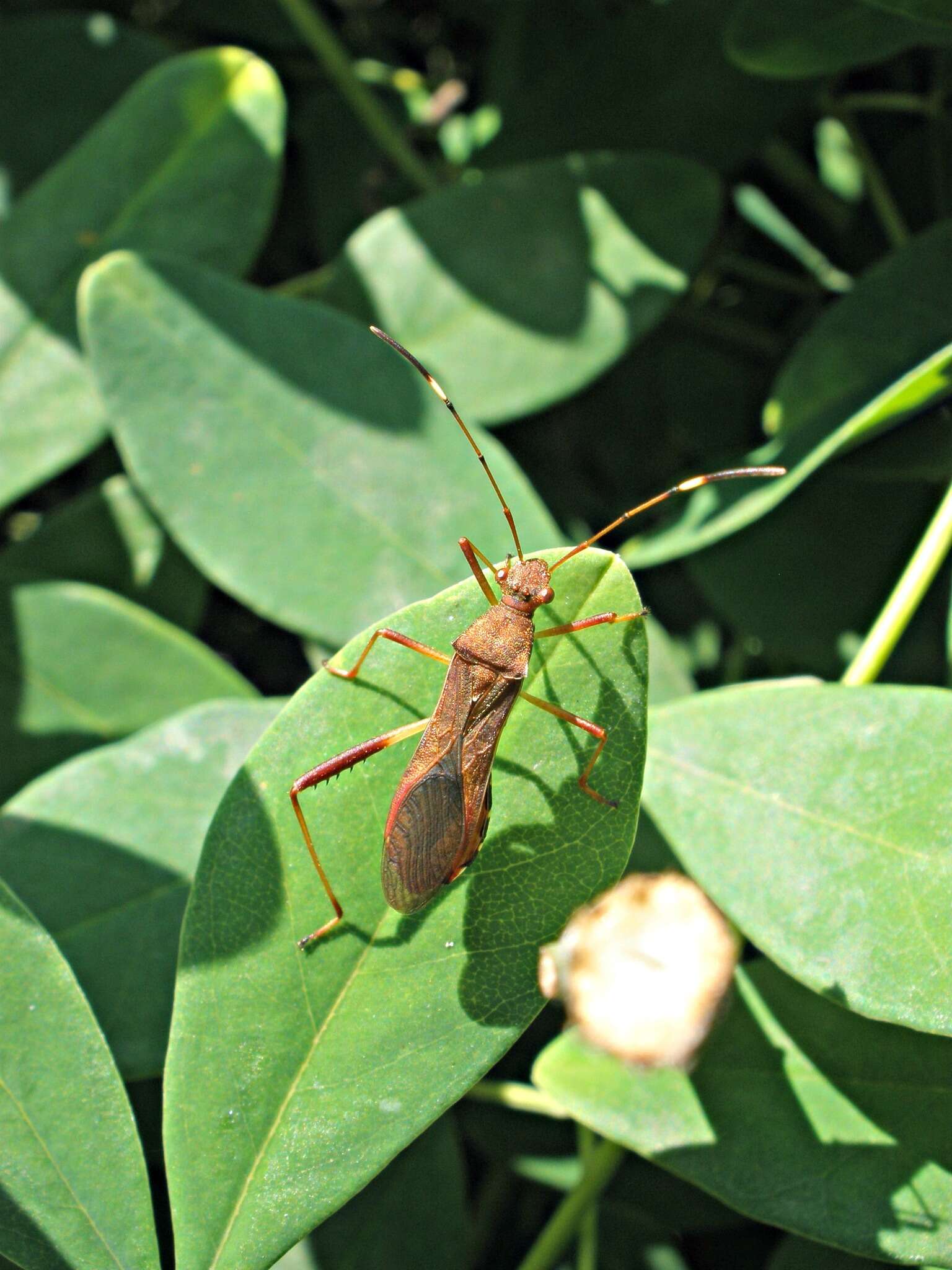 Sivun Megalotomus quinquespinosus (Say 1825) kuva