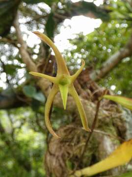 Image of Maxillaria amplifoliata Molinari