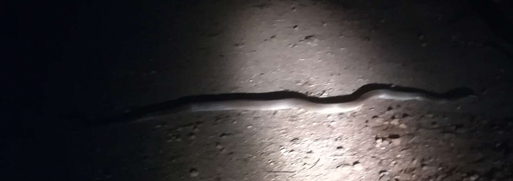 Image of Ashe’s spitting cobra