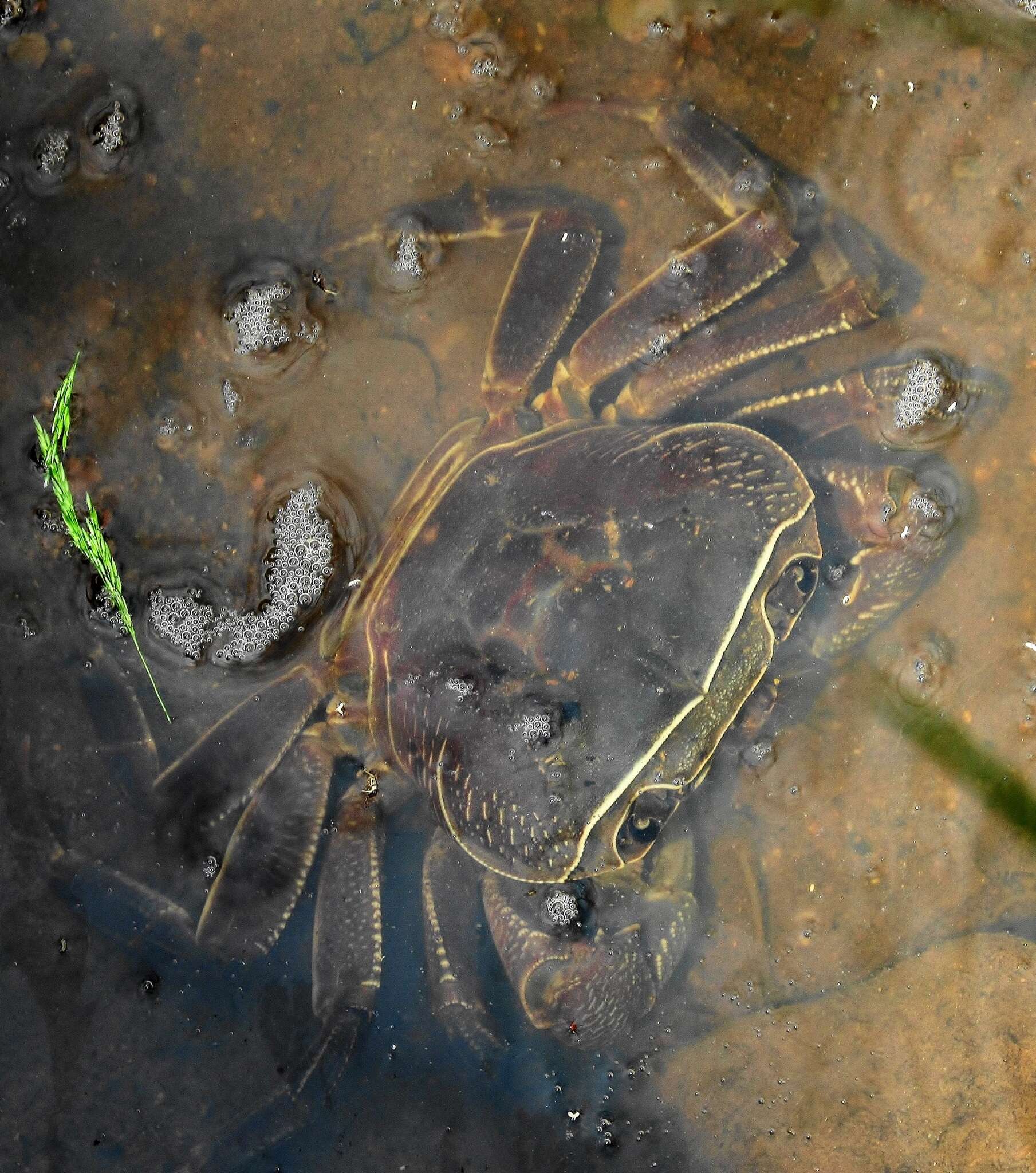 Image of Natal River Crab