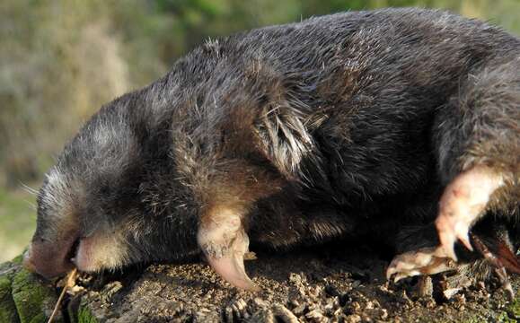 Image of Fynbos Golden Mole