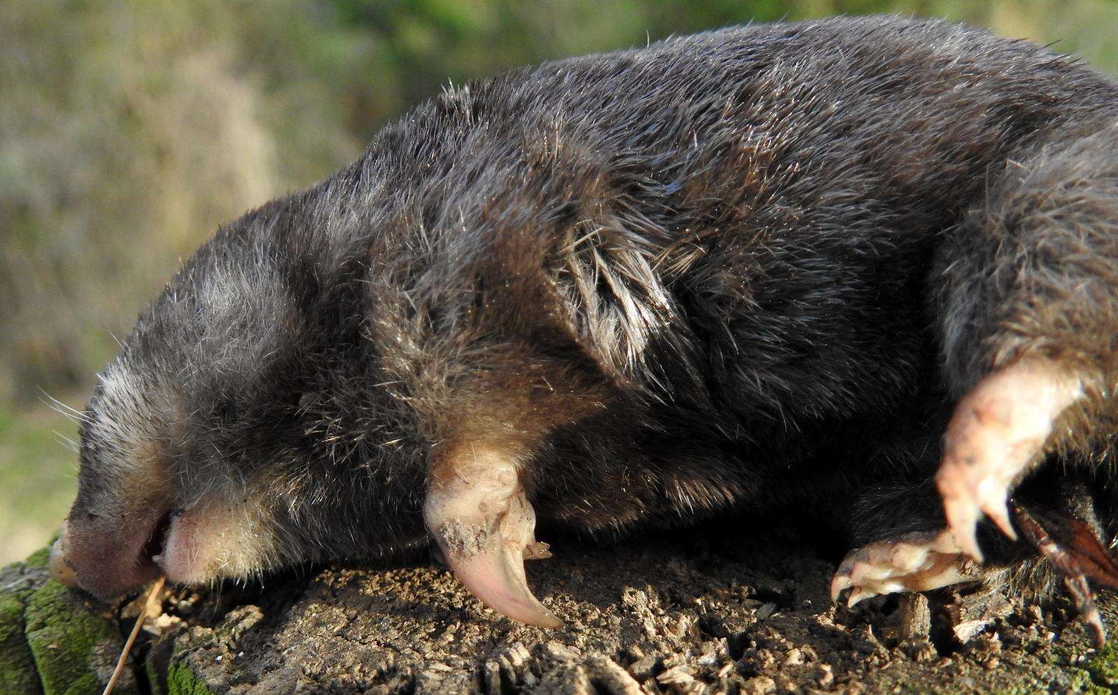 Image of Amblysomus corriae devilliersi Roberts 1946