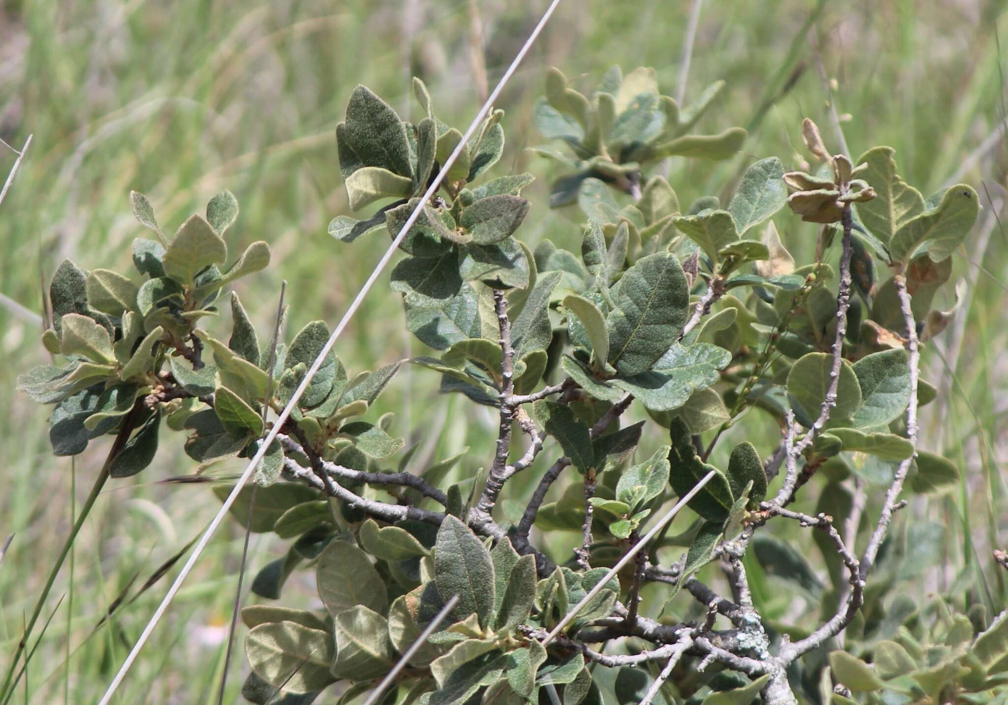 Слика од Quercus sebifera Trel.