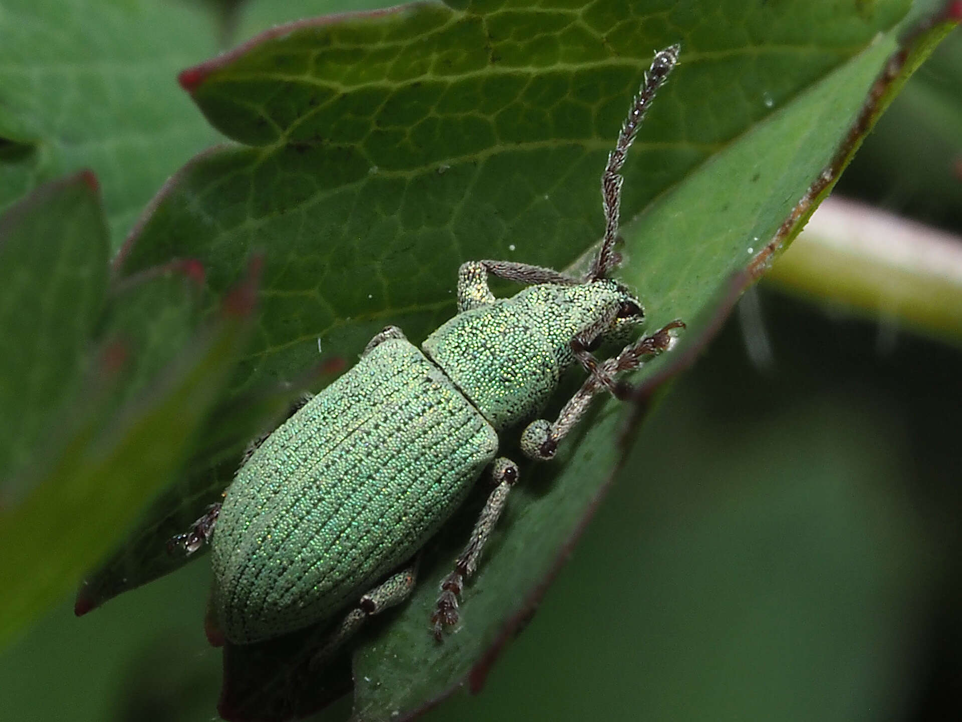 Image of Phyllobius (Subphyllobius) virideaeris (Laicharting 1781)