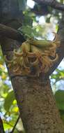 Image of Dicoryphe buddleoides Baker