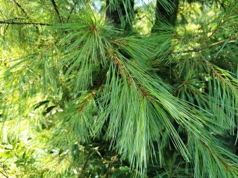 Image of Taiwan White Pine