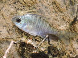 Image of Lepomis macrochirus Rafinesque 1819