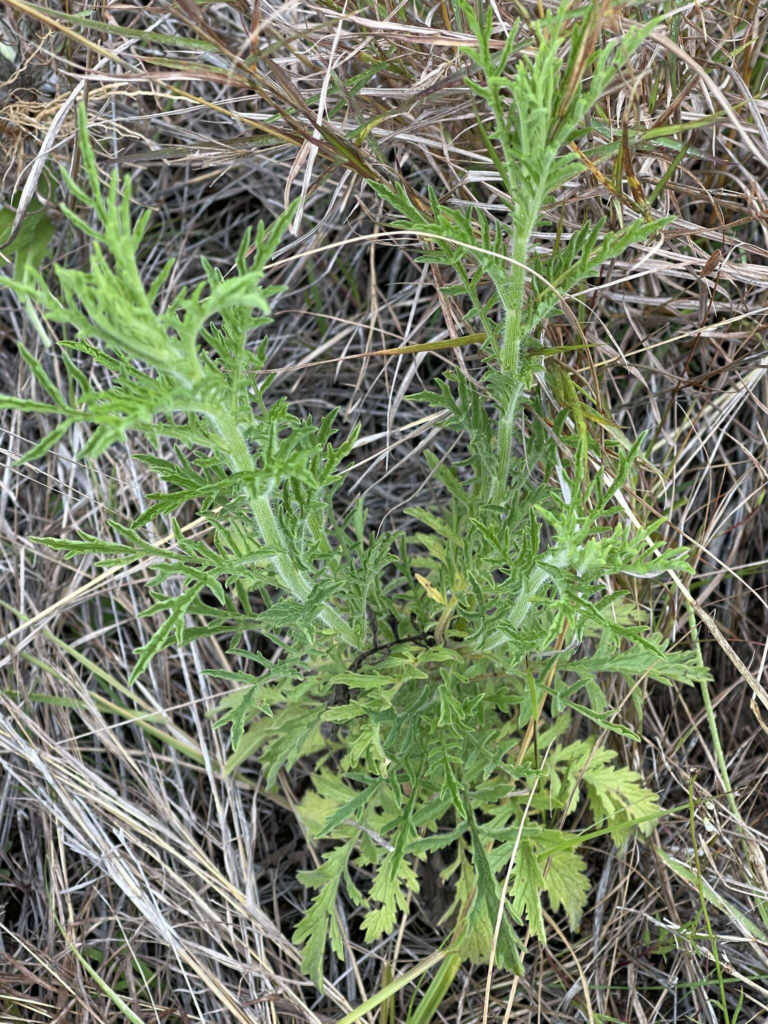 Image of Nidorella aegyptiaca (L.) J. C. Manning & Goldblatt