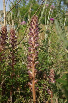 Image of Orobanche pubescens Dum.-Urville