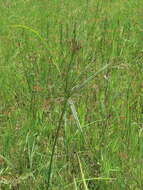 Cyperus nutans Vahl的圖片