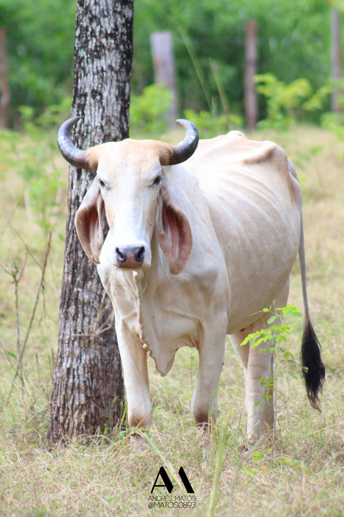 Image of zebu cattle