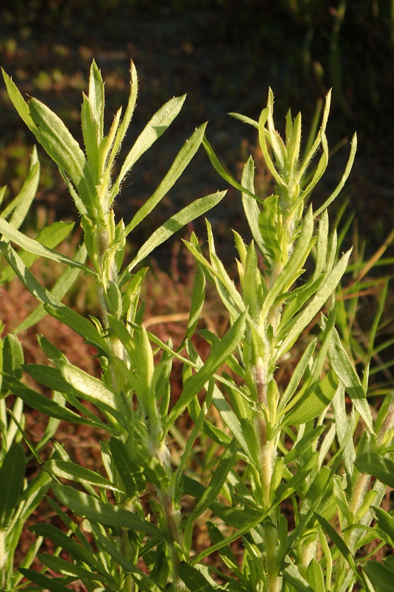 Image de Isocoma menziesii var. vernonioides (Nutt.) G. L. Nesom