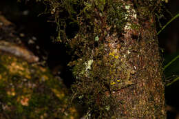 Image of Mossy Bush Frog