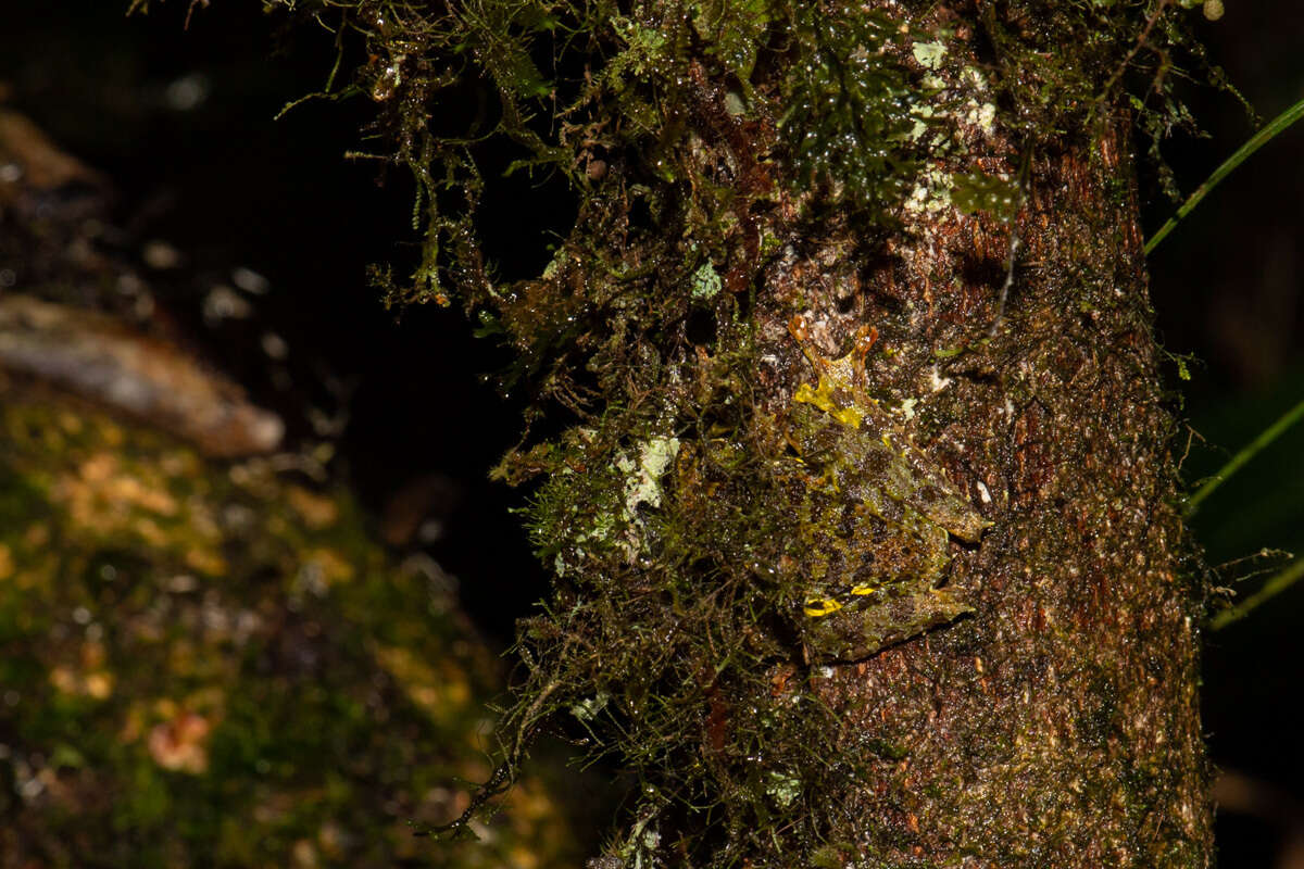 Image of Mossy Bush Frog