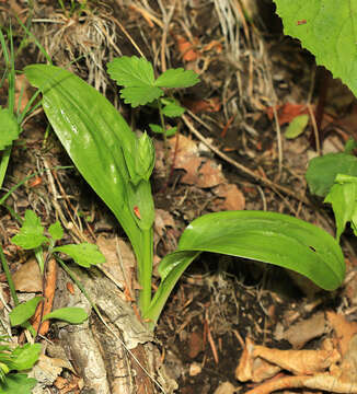 Image of Platanthera densa Freyn