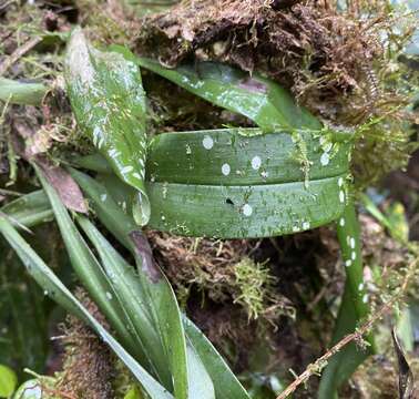 Image of Maxillaria pseudoreichenheimiana Dodson