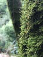 Image of alsia moss