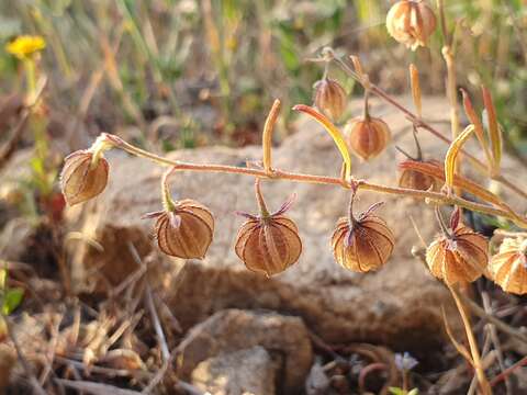 Image of Helianthemum aegyptiacum (L.) Miller