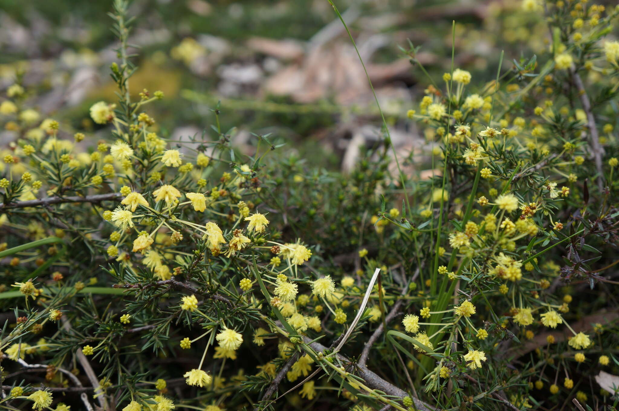 Imagem de Acacia aculeatissima J. F. Macbr.