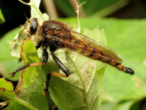 Image of Red-footed Cannibalfly