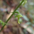 Image of Platanthera angustata (Blume) Lindl.