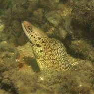 Image of Australian moray