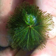 Image of Eurasian Water-Milfoil