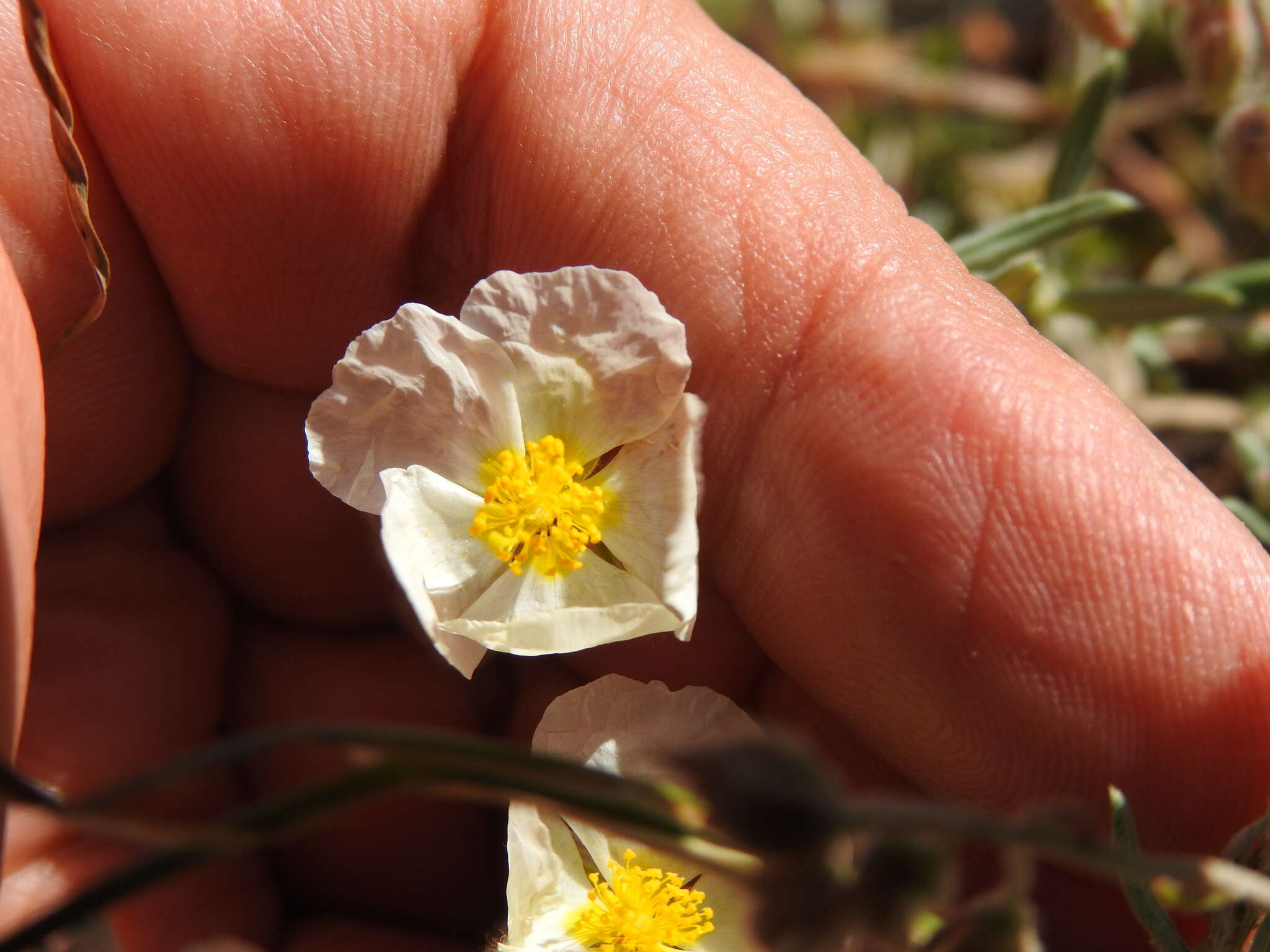 Sivun Helianthemum apenninum subsp. apenninum kuva