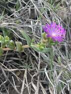 Delosperma mahonii (N. E. Br.) N. E. Br. resmi