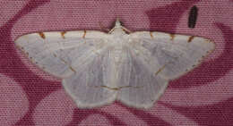 Image of <i>Macaria pustularia</i>