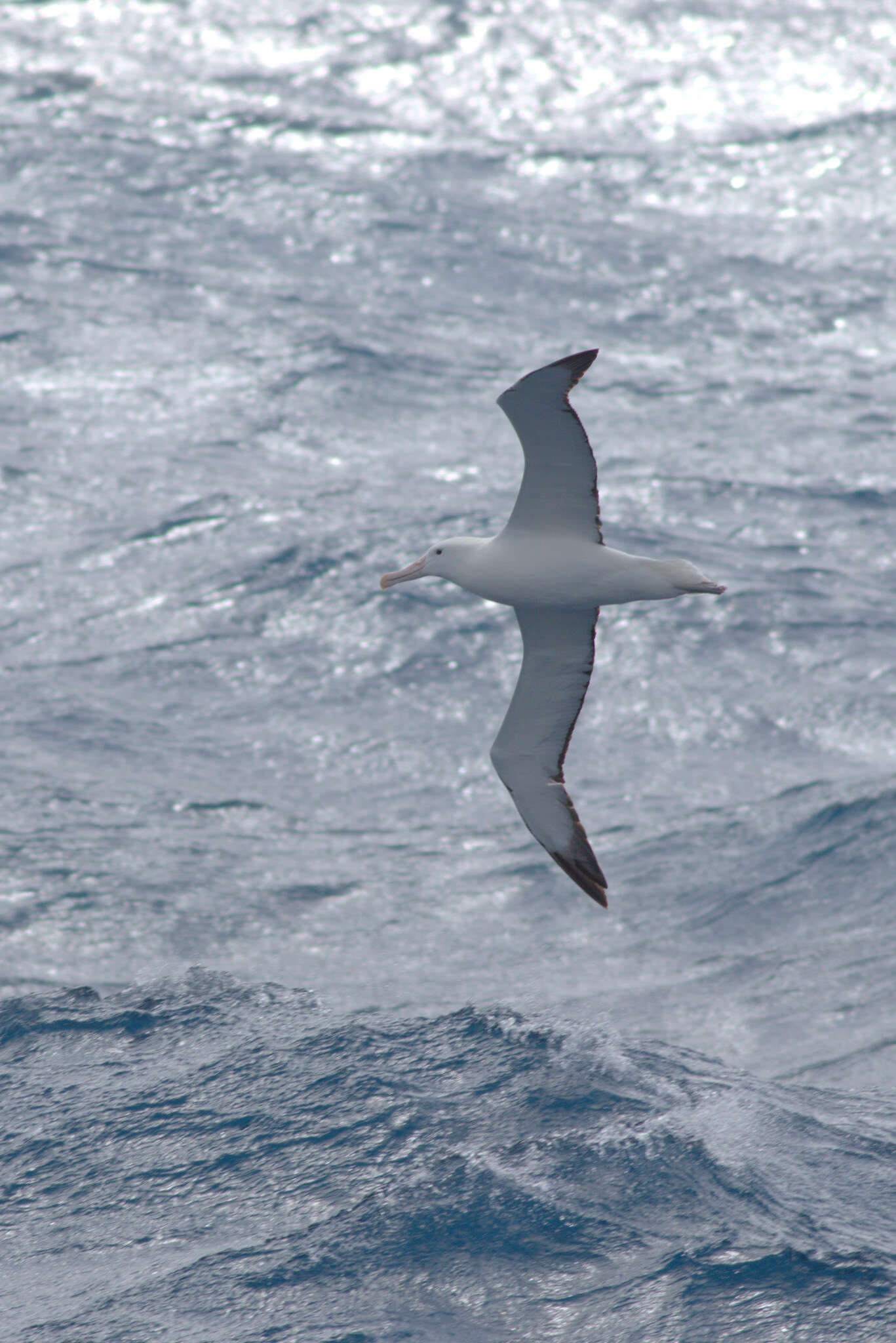 Image of Diomedea epomophora epomophora