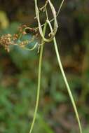 Image of Ceropegia mayottae H. Huber