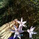 Image of Hesperantha fibrosa Baker