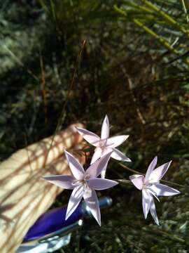 Plancia ëd Hesperantha fibrosa Baker