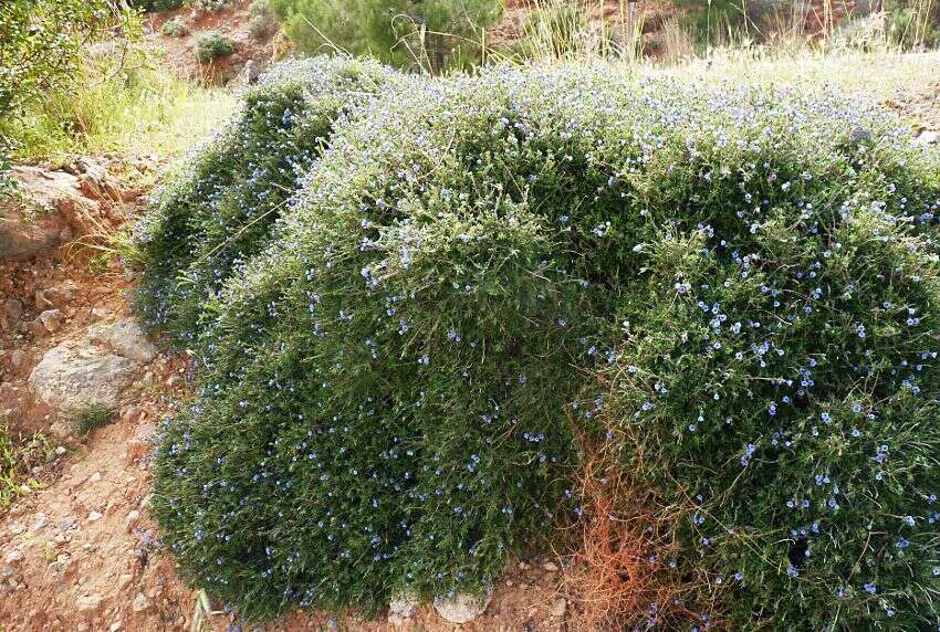 Lithodora hispidula (Sm.) Griseb. resmi