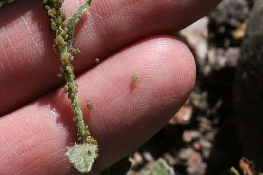 Image of Aphid