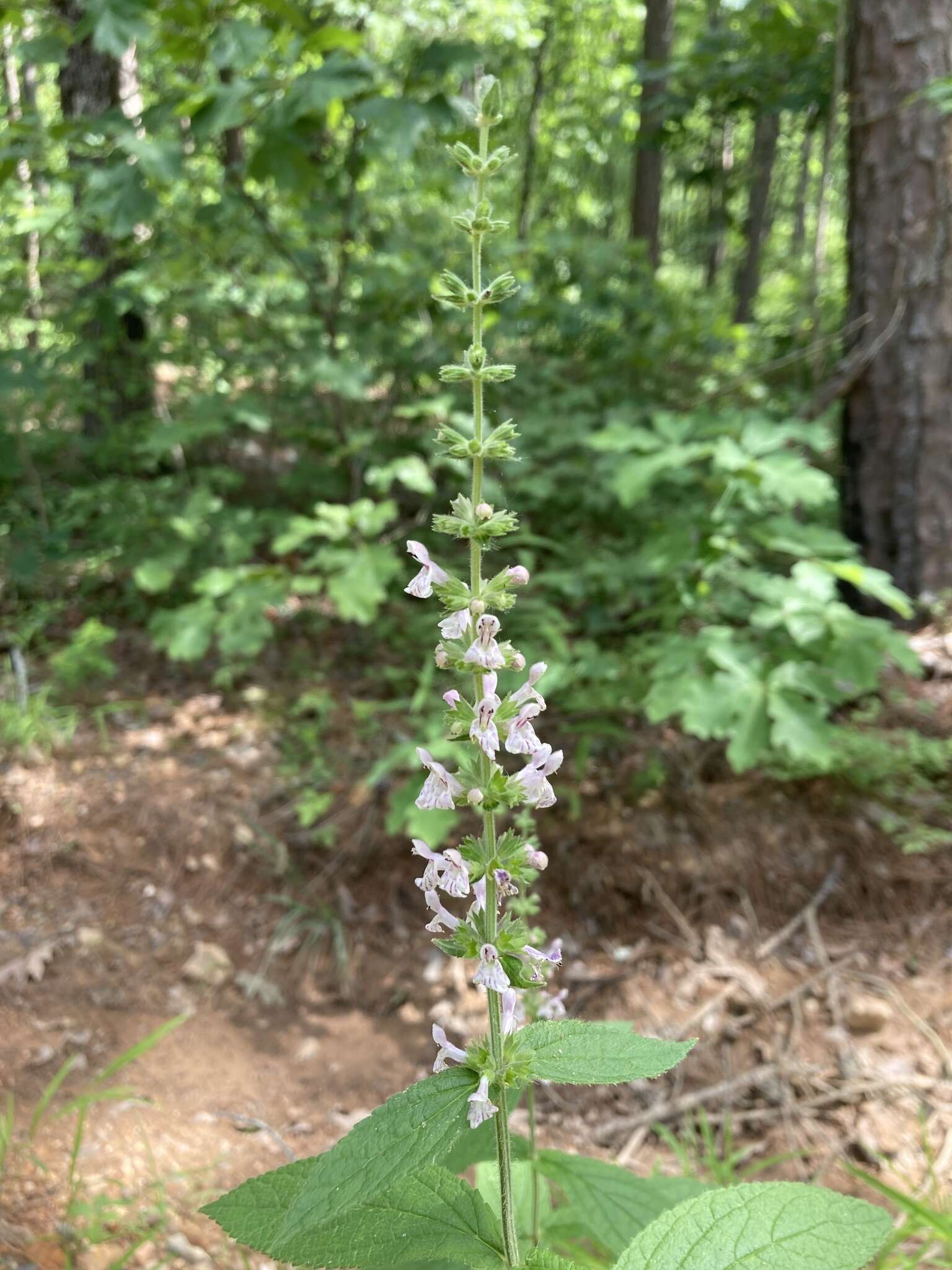 Image of Stachys iltisii J. B. Nelson