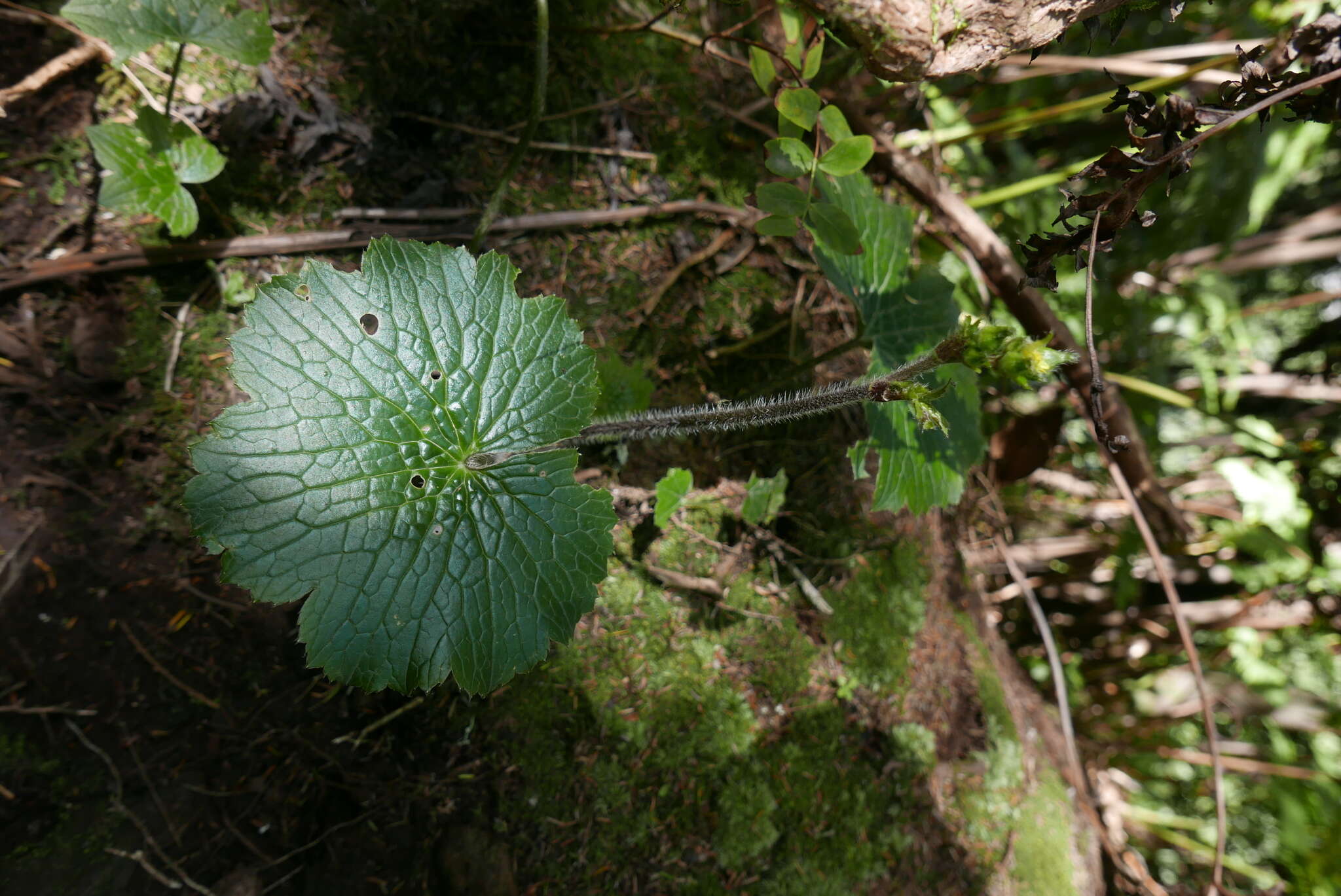 Image of Azores buttercup