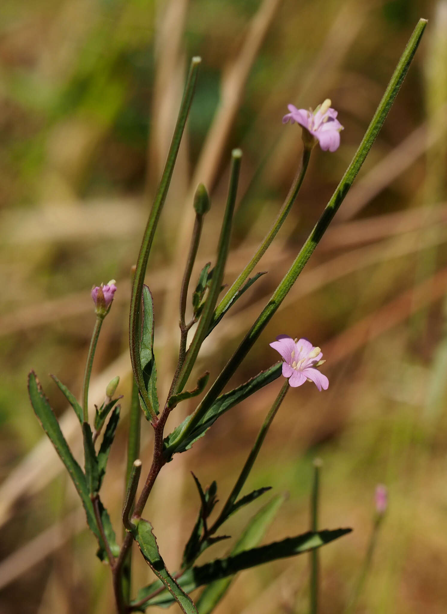 Слика од Epilobium tetragonum L.