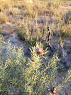 Image of Leucadendron sheilae I. J. M. Williams