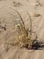 Image of desert panicgrass