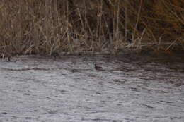 Image of White-tufted Grebe