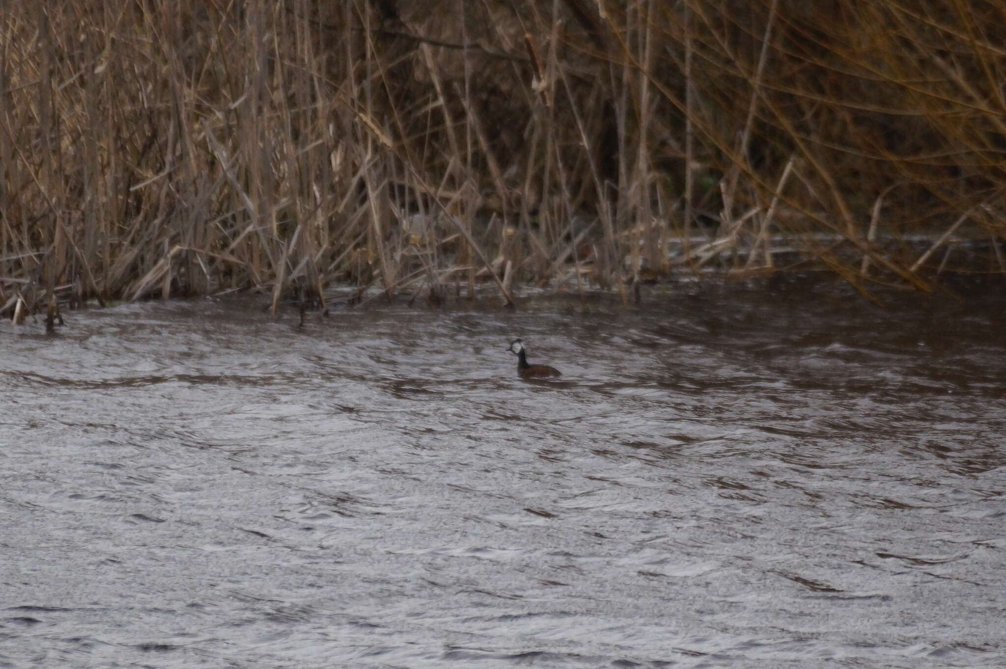 Image of White-tufted Grebe