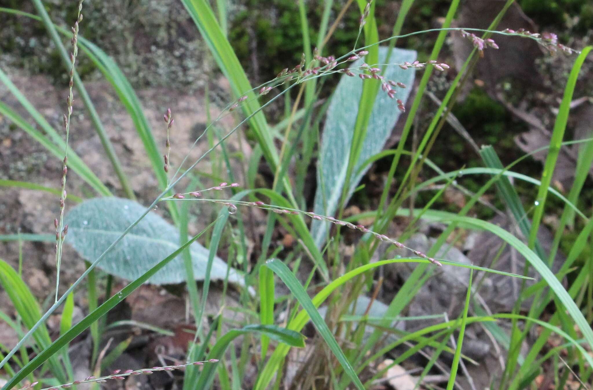 Image of Chaptalia transiliens G. L. Nesom