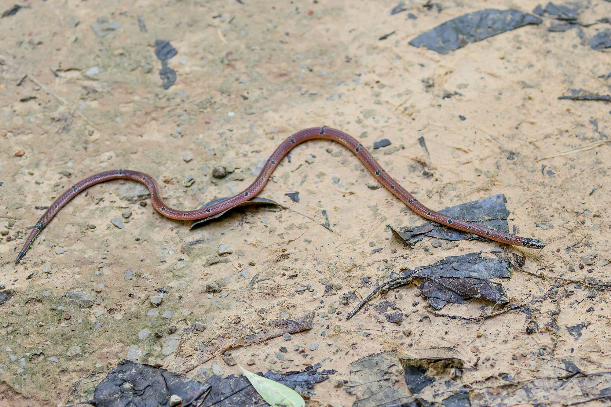 Calliophis maculiceps maculiceps (Günther 1858)的圖片