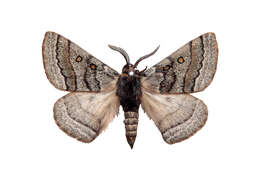 Image of Anthela tetraphrica Turner 1921